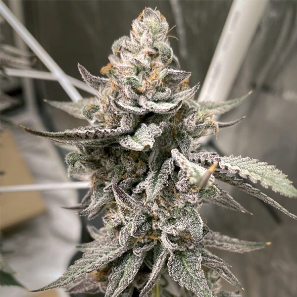 tres semillas feminizadas Beaver Cookies de Elev8 Seeds para cultivo de cannabis