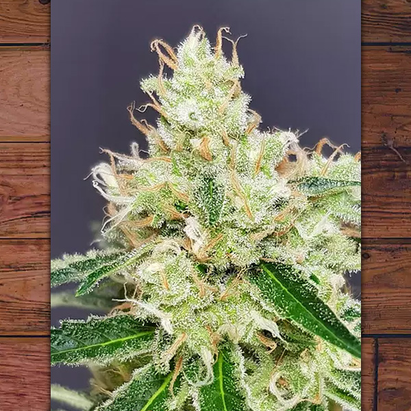Tres semillas feminizadas Belle Starr de The Outlaw Seeds para cultivo de marihuana