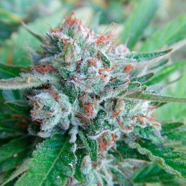 semillas feminizadas Bellini de The Cali Connection para cultivo