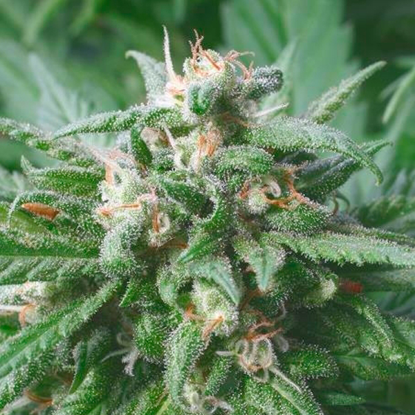 semillas regulares Biddy Early de Serious Seeds para cultivo
