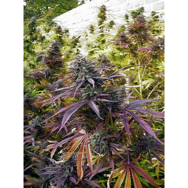 Semillas feminizadas Biddy Early de Serious Seeds para cultivo de cannabis
