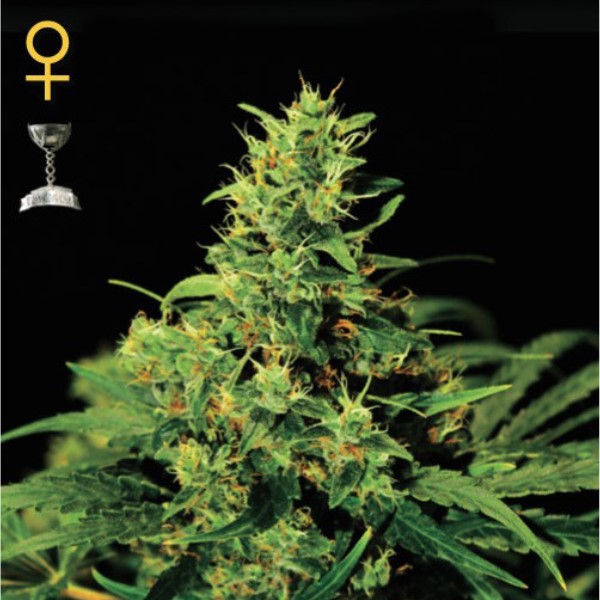 Semillas feminizadas Big Bang de Green House para cultivo de cannabis