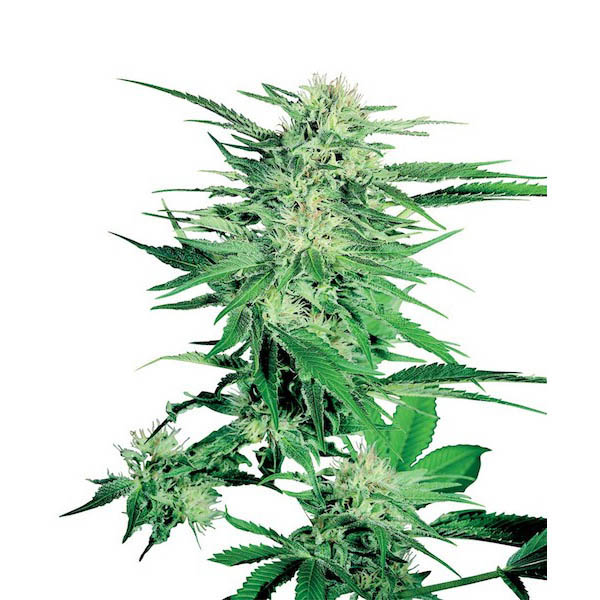 Semillas feminizadas Big Bud de Sensi Seeds para cultivo de cannabis