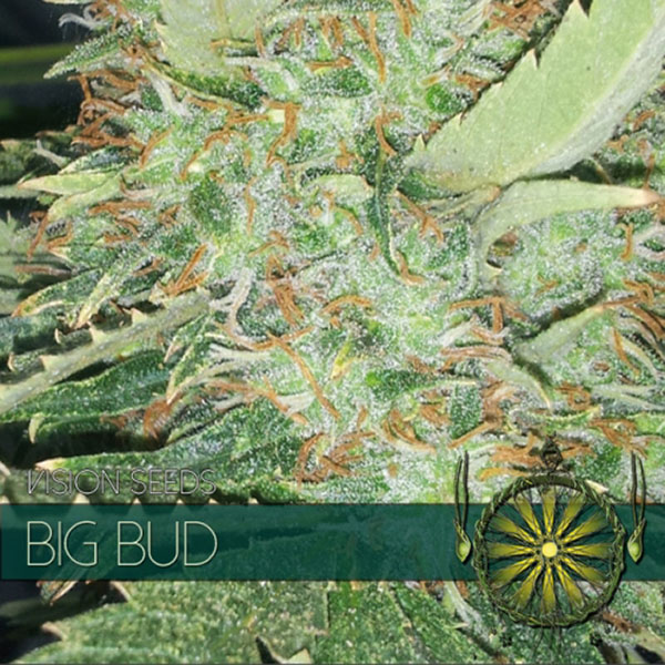 semillas feminizadas Big Bud de Vision Seeds