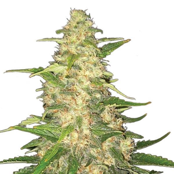 semillas feminizadas Big Bud Nirvana para cultivo de cannabis