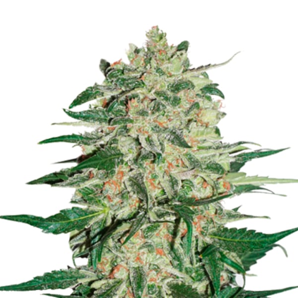semilla feminizada Big Bud de Seedstockers para cultivo