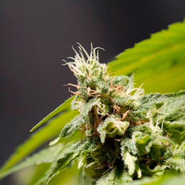 Tres semillas feminizadas Big Bull de Kannabia Seeds para cultivo de cannabis