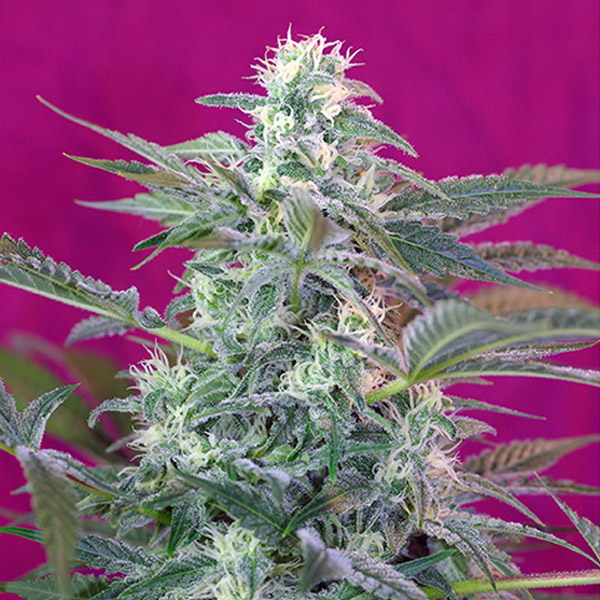 Planta de cannabis Big Foot 31 u fem de Sweet Seeds en cultivo interior