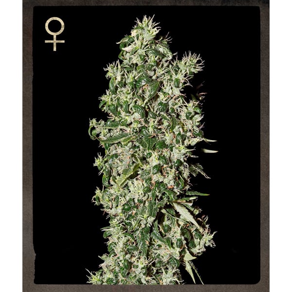 Semillas feminizadas Big Tooth de Strain Hunters para cultivo