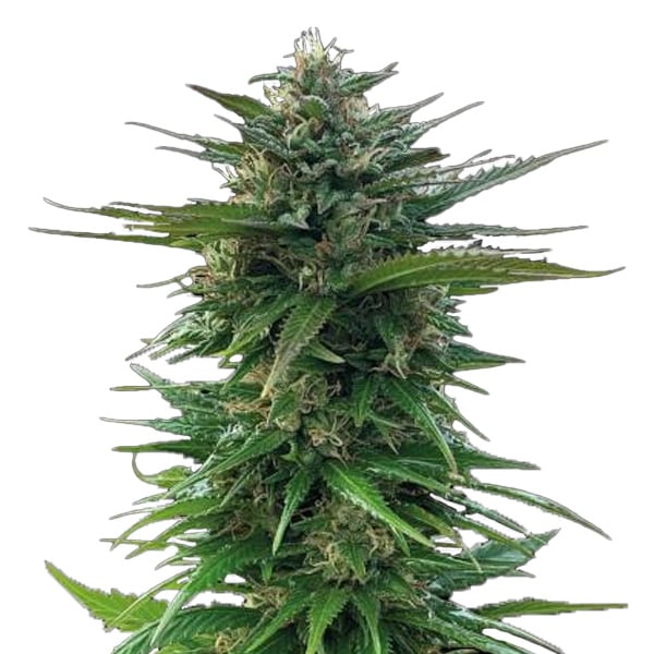 Semilla feminizada Big Yeti de Seedstockers para cultivo