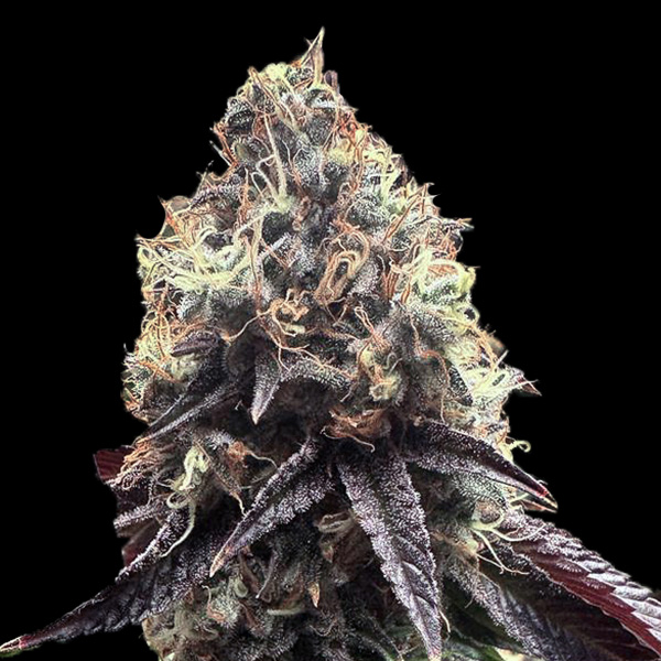Semilla feminizada Bilbo Pound Cake de Genehtik para cultivo de cannabis