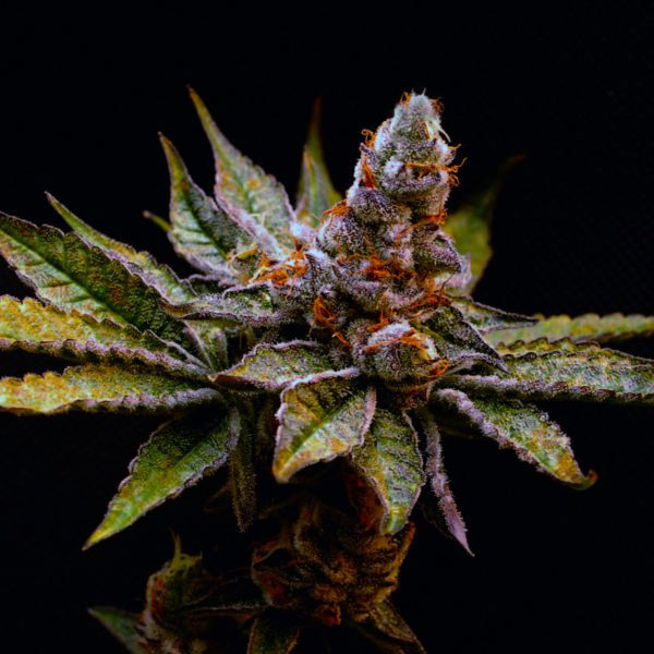 Semillas feminizadas Birthday Punch de Elev8 Seeds para cultivo