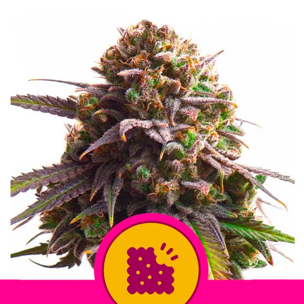 Semilla feminizada Biscotti de Royal Queen para cultivo de cannabis