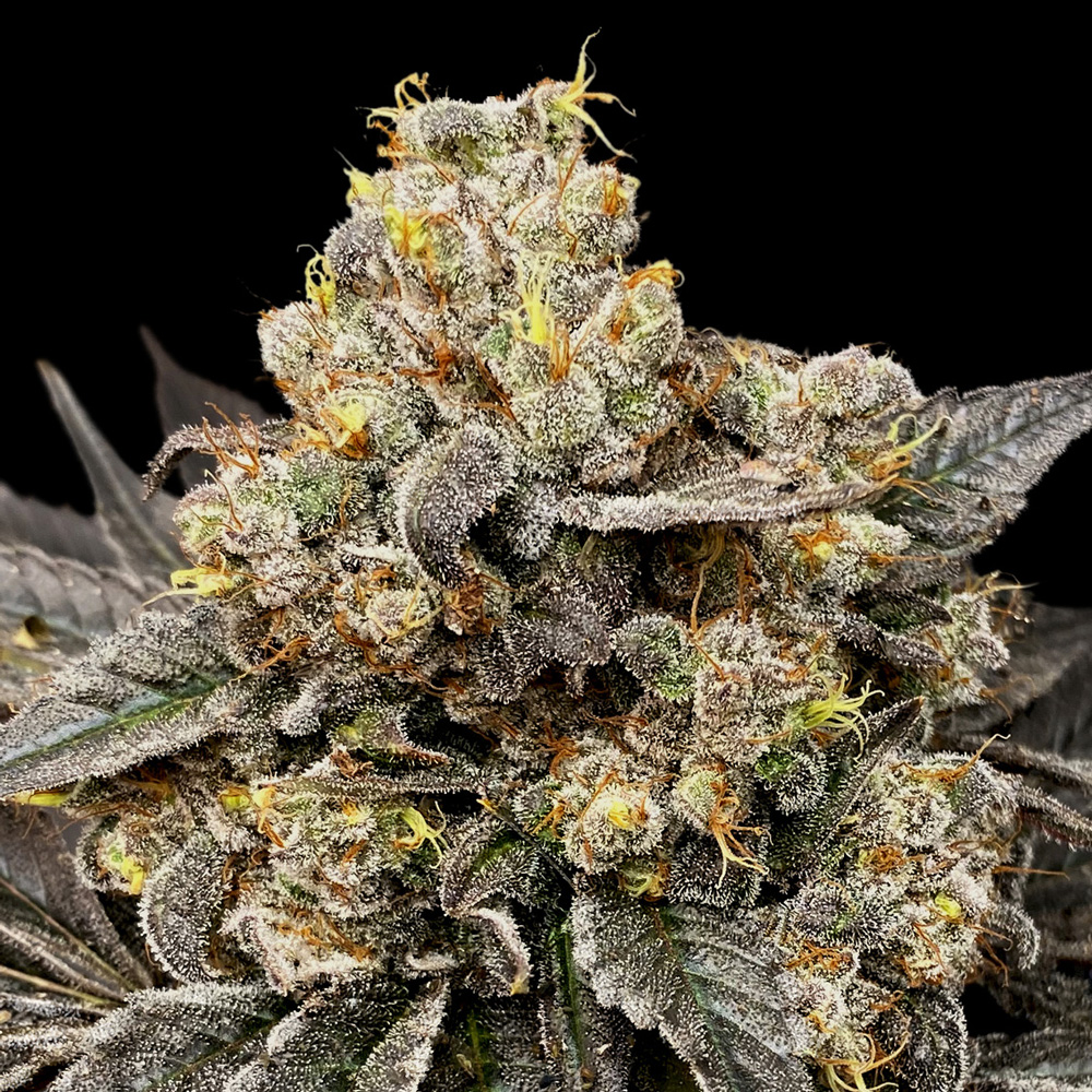 Semillas feminizadas Biscotti Zkittlez 3 unidades