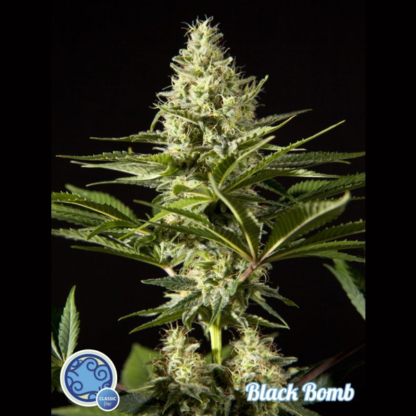 Semilla feminizada Black Bomb 1 de Philosopher para cultivo