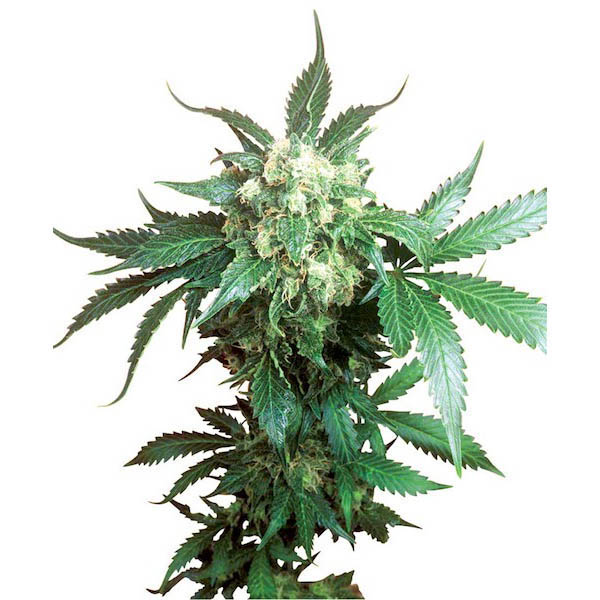 semillas Black Domina regular de Sensi Seeds Bank para cultivo