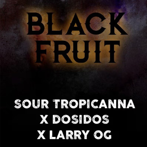 Tres semillas feminizadas Black Fruit de Tramuntana Seeds para cultivo