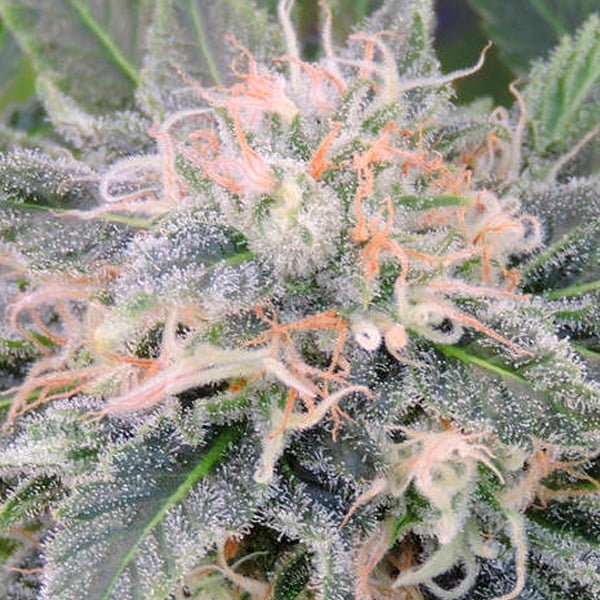 Planta de marihuana Black Ghost OG en etapa de floración, variedad feminizada