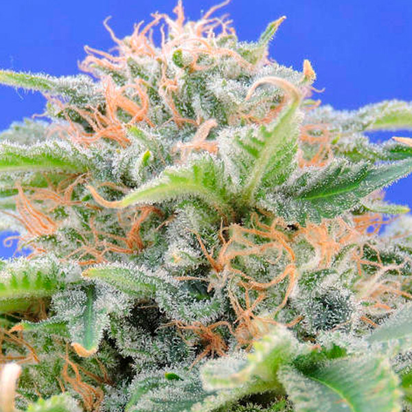semillas feminizadas Black Gum de Original Sensible Seeds