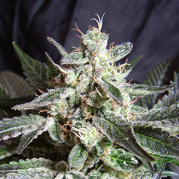 semilla feminizada Black Jack de Sweet Seeds