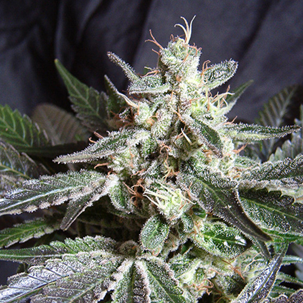 semillas feminizadas Black Jack Fast Version de Sweet Seeds