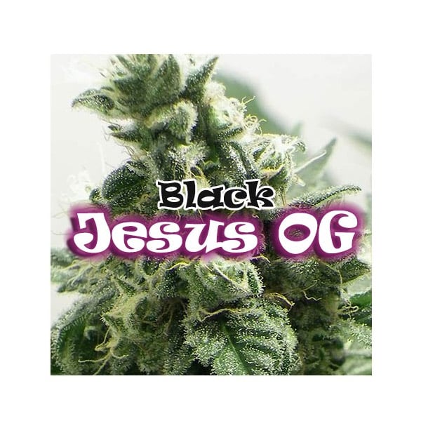 semillas feminizadas Black Jesus OG Dr Underground para cultivo