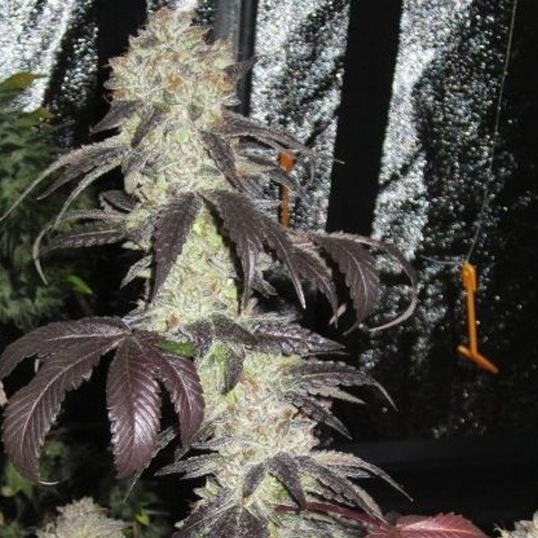 semillas feminizadas Black Kush de The Cali Connection para cultivo