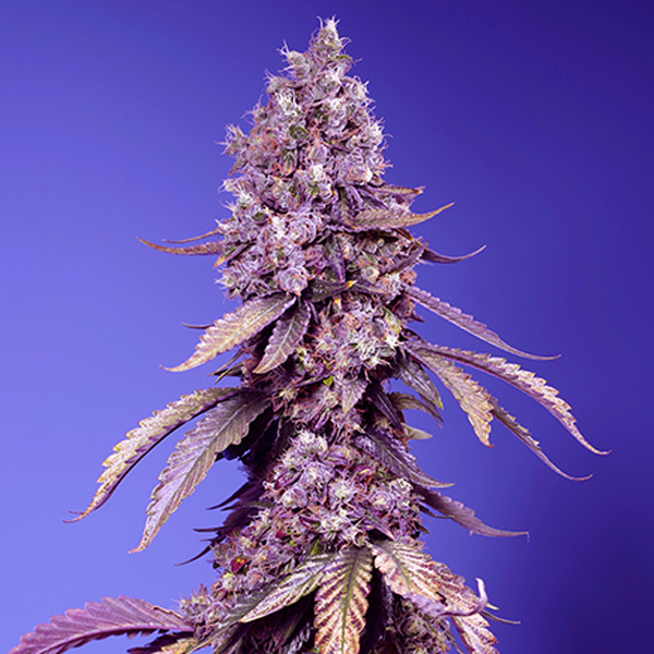 semillas feminizadas Black Muffin F1 Fast Version Sweet Seeds