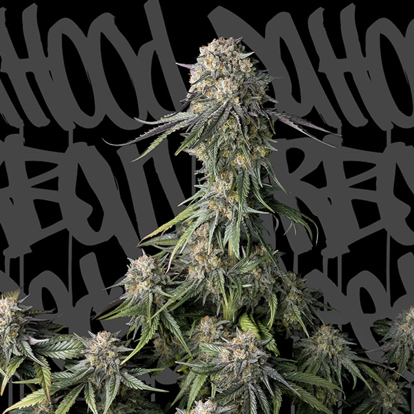 semilla feminizada Black Pearl 1 de DaHood Urban Seeds para cultivo
