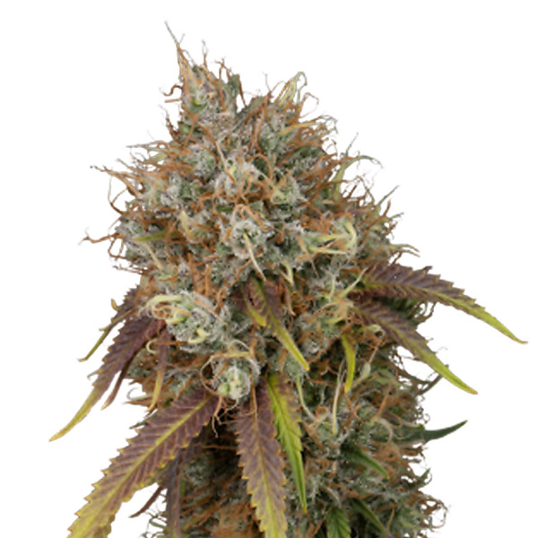 semilla feminizada Black Rainbow de Seedstockers