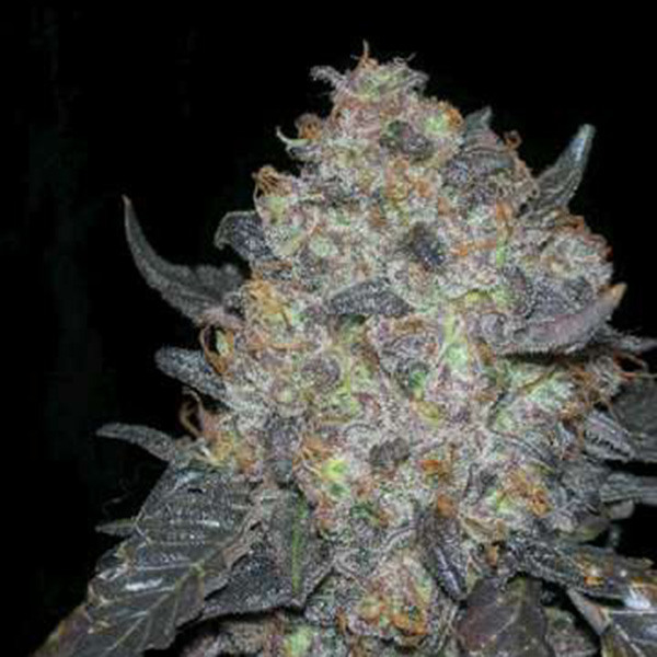 semillas regulares Black Water de The Cali Connection para cultivo