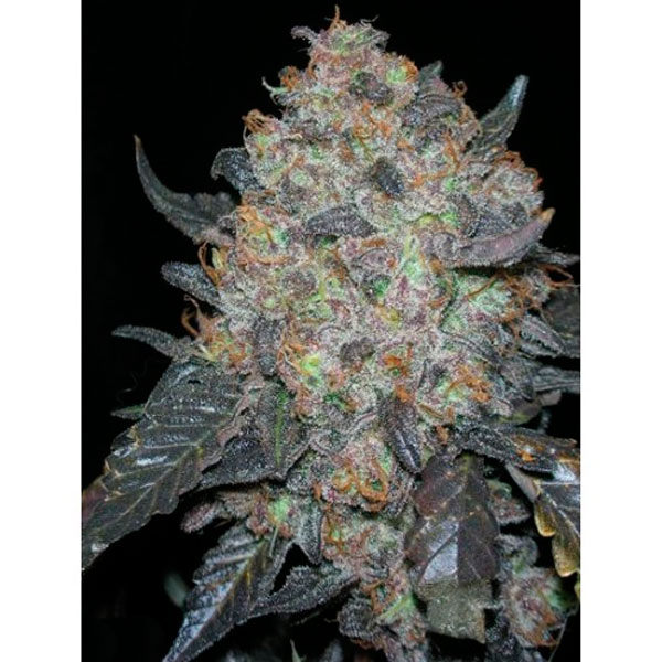 semillas feminizadas Black Water de The Cali Connection para cultivo