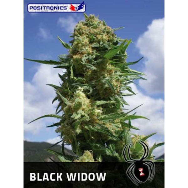 semillas feminizadas Black Widow de Positronics Seeds para cultivo