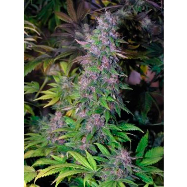 semillas regulares Blackberry de The Sativaseed Bank para cultivo