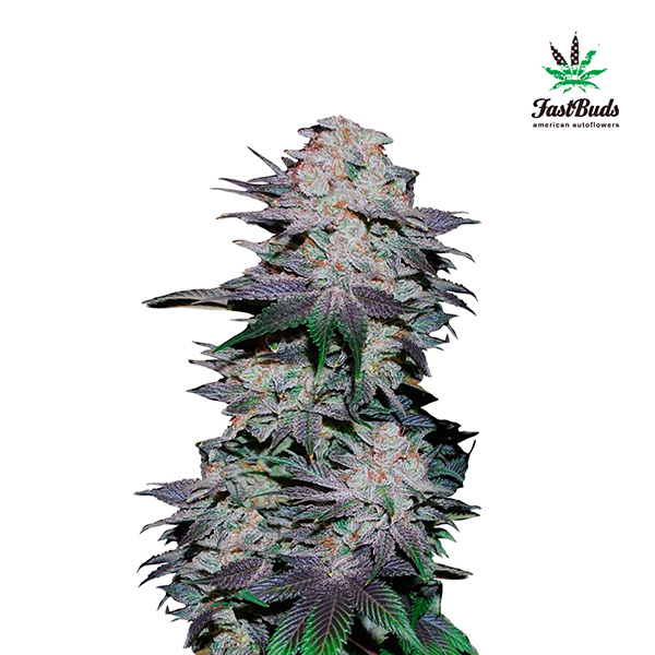 Planta de cannabis Blackberry Auto 1 unidad feminizada de FastBuds Seeds en maceta