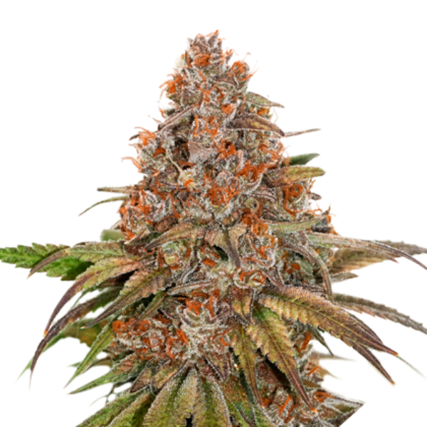 semilla feminizada Blackberry Gum de Seedstockers para cultivo