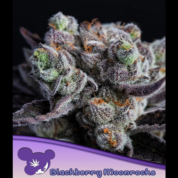 Blackberry Moonrocks 3 unidades feminizadas Anesia semillas de cannabis