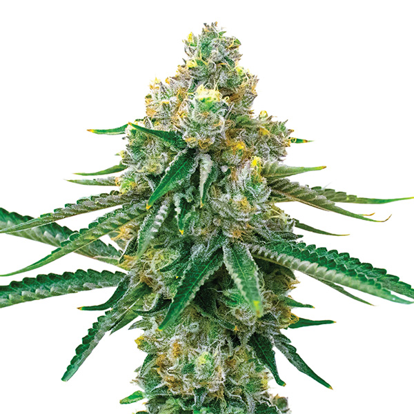 Semillas feminizadas Blackjack 5U de Nirvana para cultivo de cannabis