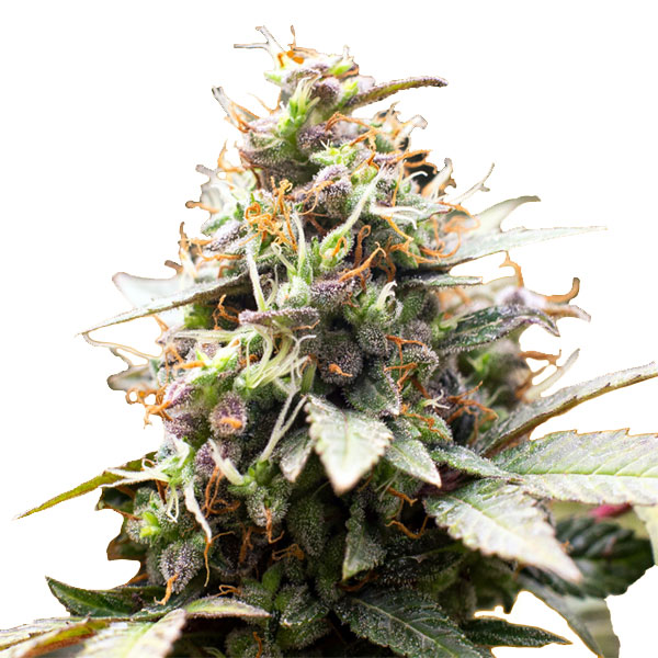 Semilla feminizada Blackwater-1 de cultivo sensible