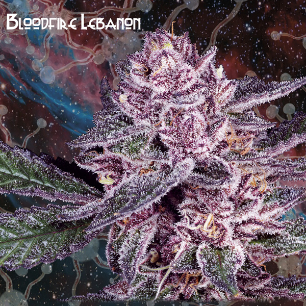 Semillas feminizadas Bloodfire Lebanon 3 unidades Nemeseeds para cultivo