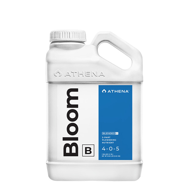 Bloom B Athena