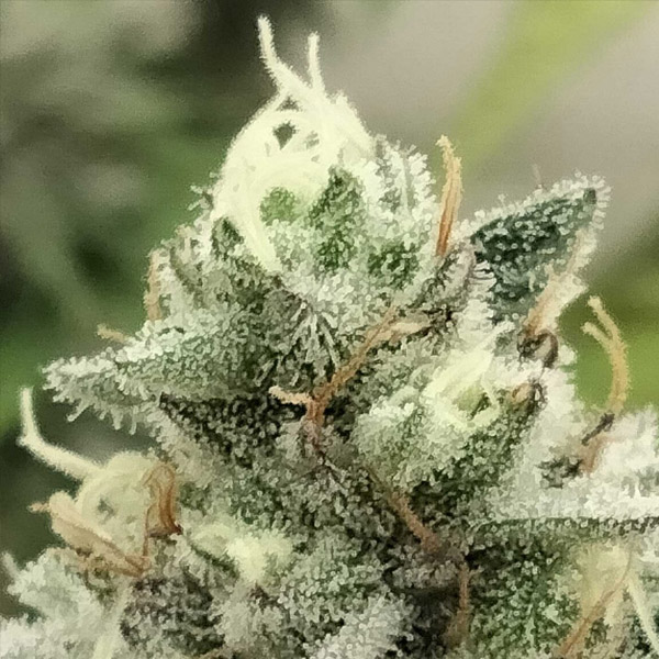 Semillas feminizadas Blowrange 3 unidades edición limitada Grateful Seeds