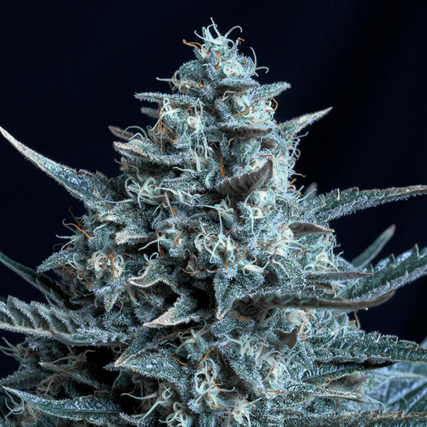 Planta Blubonik 1 unidad feminizada de Genehtik para cultivo