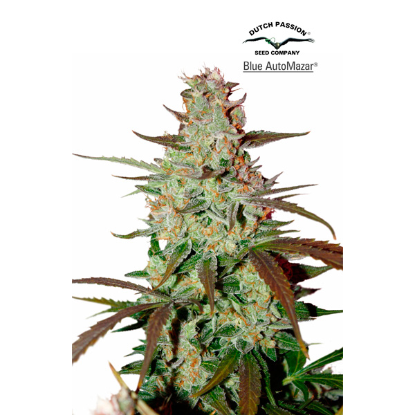 Semillas feminizadas Blue Auto Mazar de Dutch Passion para cultivo automático