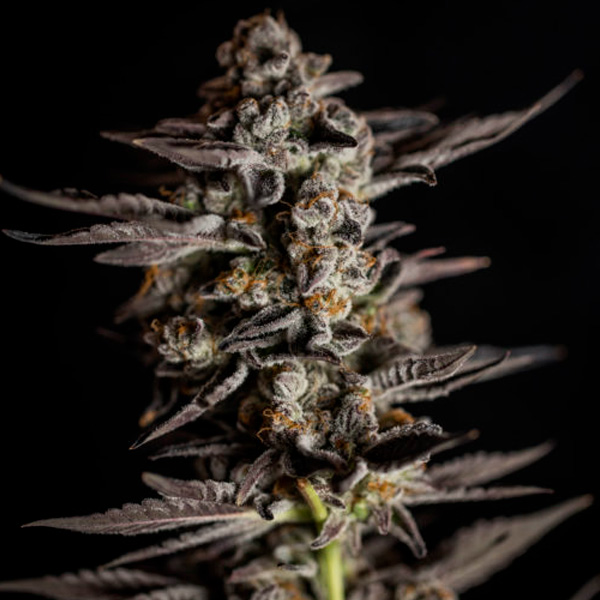 Planta de cannabis Blue Cheese 1 unidad feminizada Expert Seeds