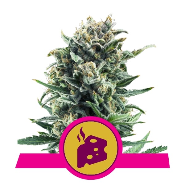 Planta de cannabis Blue Cheese 1 unidad feminizada Royal Queen