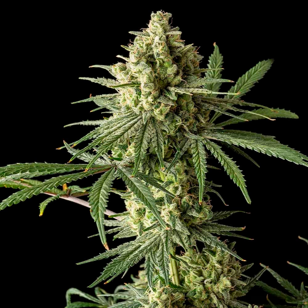 Semillas feminizadas Blue Cheese de The Original Big Buddha Family Farms para cultivo