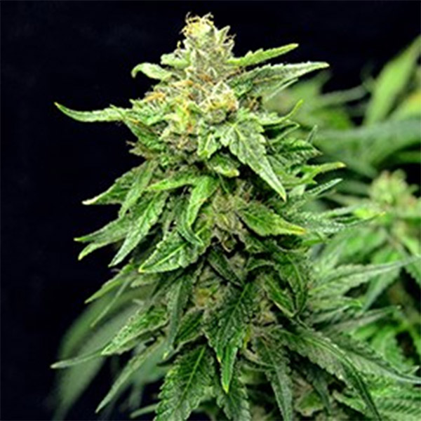 Blue-Cindy-5u-G13-Labs