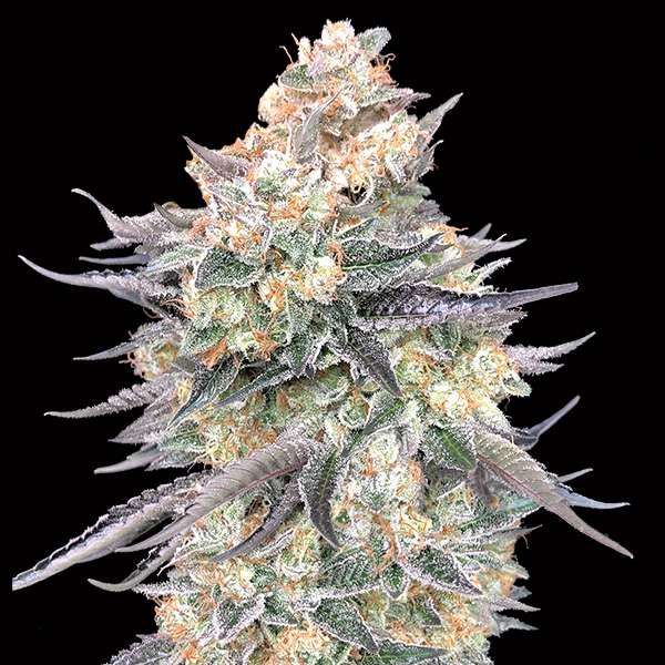 Semillas feminizadas Blue Dream para cultivo