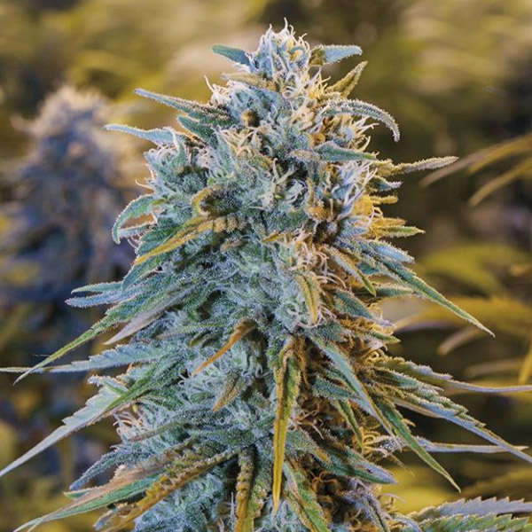 Semillas Blue Dream de Humboldt Seed Organization para cultivo